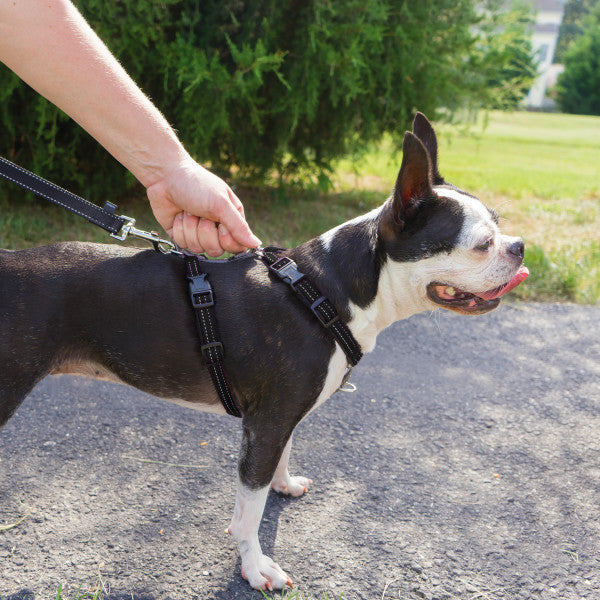 PetSafe Easy Walk 3 in 1™ Harness and Car Restraint